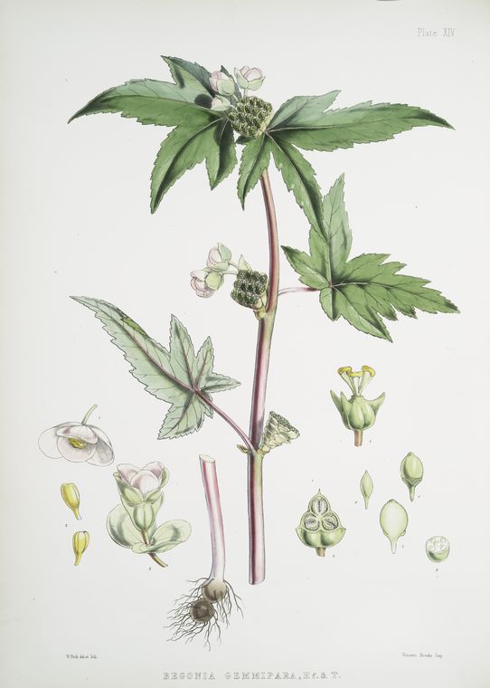 B. gemmipara